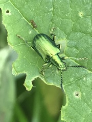 Metopoceris alternans