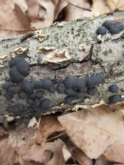 Annulohypoxylon annulatum