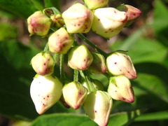 Vincetoxicum ascyrifolium