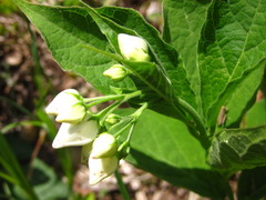 Vincetoxicum ascyrifolium