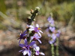 Olearia floribunda