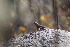 Sceloporus licki