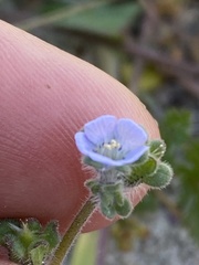 Phacelia stellaris