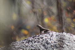 Sceloporus licki