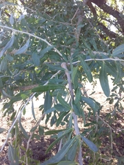 Acanthosyris spinescens