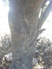 Acanthosyris spinescens