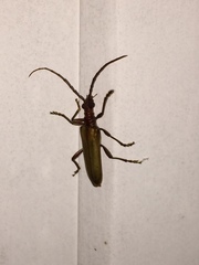Centrodera decolorata