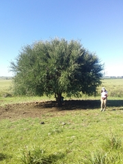 Acanthosyris spinescens