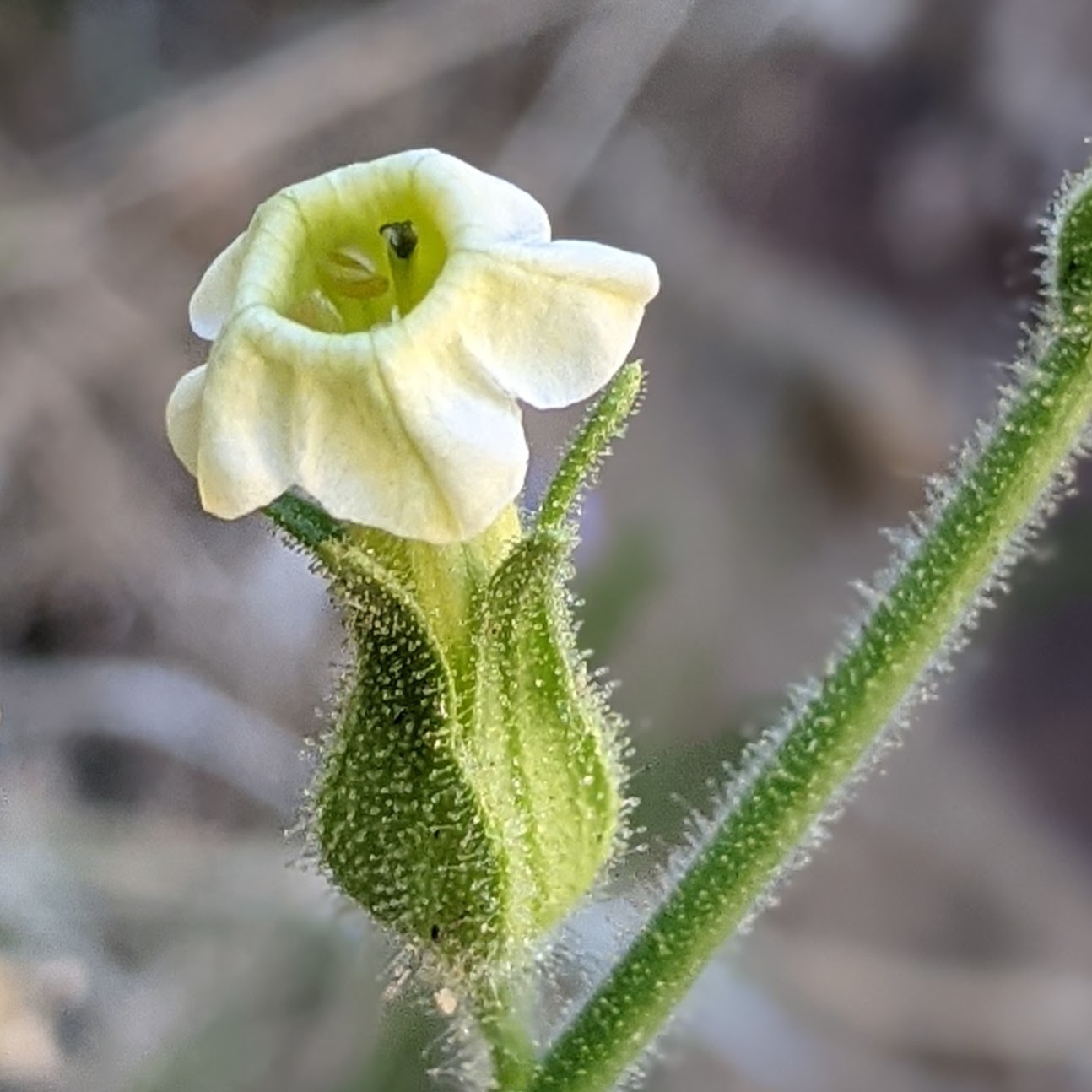 Nicotiana obtusifolia