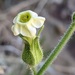 Nicotiana obtusifolia - Photo (c) Don Rideout, osa oikeuksista pidätetään (CC BY-NC), lähettänyt Don Rideout