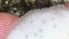Favolus spatulatus