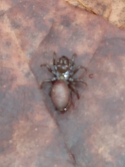 Atypidae