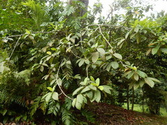 Ficus fistulosa