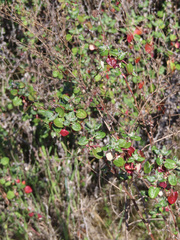 Eriogonum parvifolium