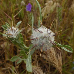 Centaurea eriophora
