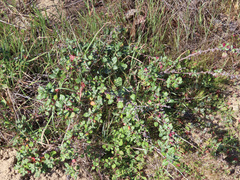 Eriogonum parvifolium