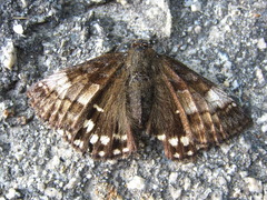 Erynnis montanus