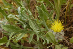 Centaurea eriophora