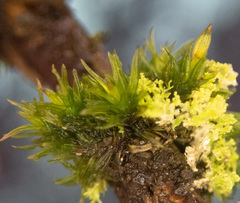 Orthotrichum columbicum