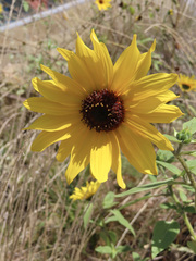 Helianthus annuus