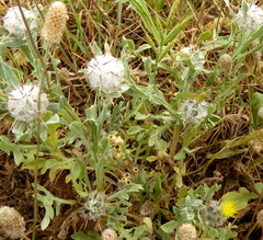 Centaurea eriophora