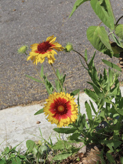 Gaillardia pulchella
