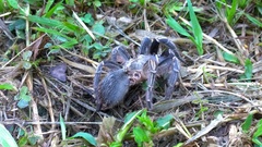 Aphonopelma seemanni