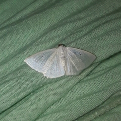 Lomographa argentata