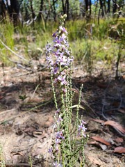 Olearia floribunda