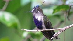 Stephanoxis loddigesii