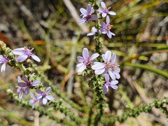 Olearia floribunda