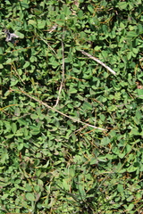 Trifolium fragiferum