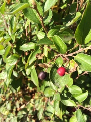 Cotoneaster acutifolius