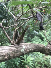 Leptospermum petersonii