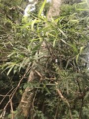 Leptospermum petersonii