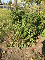 Cotoneaster acutifolius