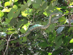 Tropidolaemus subannulatus