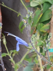 Salvia sagittata