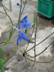 Salvia sagittata