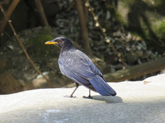 Blue Whistling-Thrush photo 2