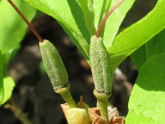 Rhododendron mucronulatum