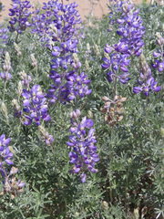 Lupinus albifrons