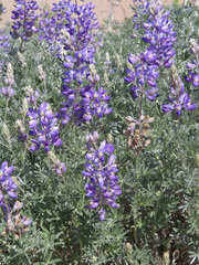 Lupinus albifrons