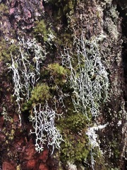 Hypogymnia duplicata