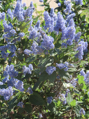 Ceanothus thyrsiflorus