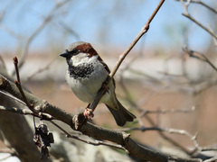 Passer domesticus