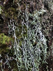 Hypogymnia duplicata