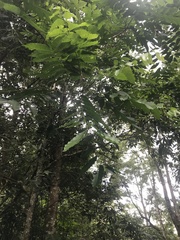 Dysoxylum mollissimum