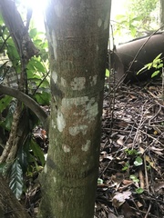 Dysoxylum mollissimum