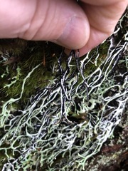 Hypogymnia duplicata